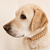 collier-chien-tresse-biothane-paracorde-truffe-flair-jaune-labrador