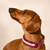 collier-framboise-petit-chien-paracorde-biothane-tresse-teckel