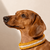 collier-jaune-petit-chien-paracorde-biothane-tresse-teckel