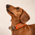 collier-orange-petit-chien-paracorde-biothane-tresse-teckel