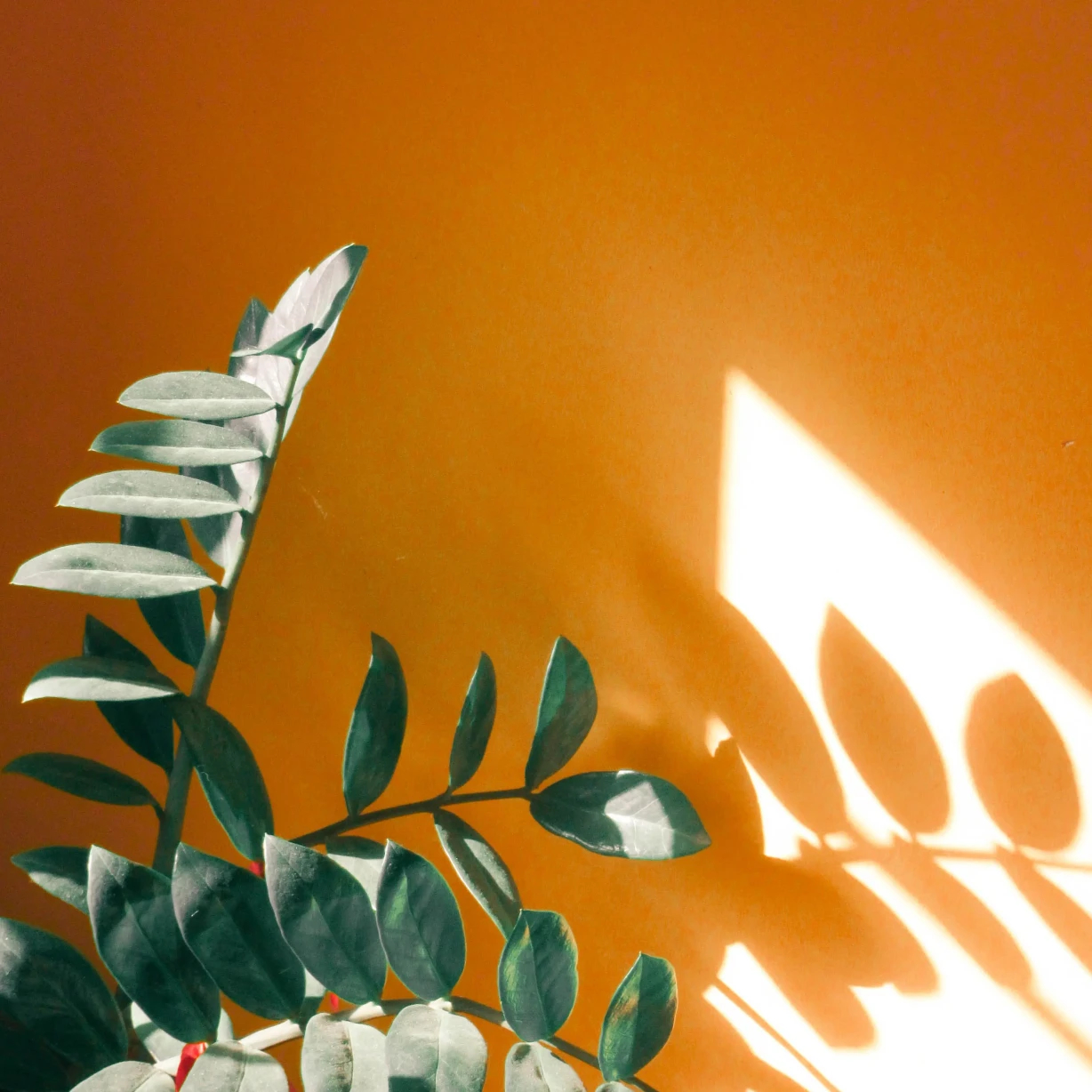 plante sur mur orange 1