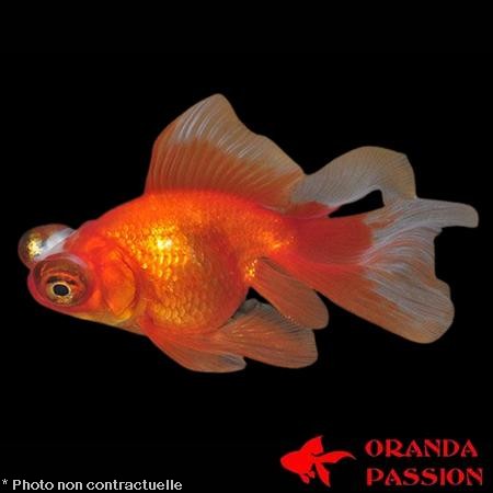 achat poisson rouge voile de chine telescope rouge