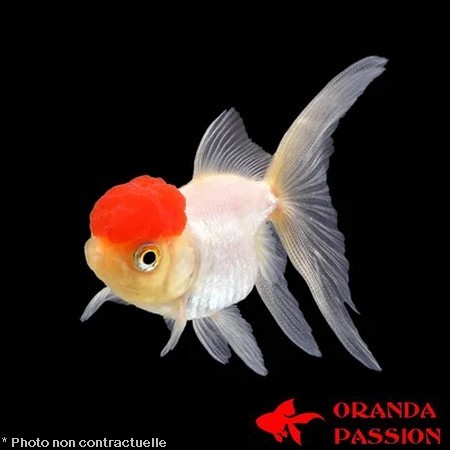achat poisson rouge voile de chine tête de lion oranda red cap petit