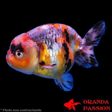Poisson rouge voile de chine RANCHU TRICOLORE