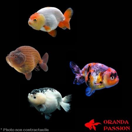 Poisson rouge voile de chine RANCHU ASSORTIS