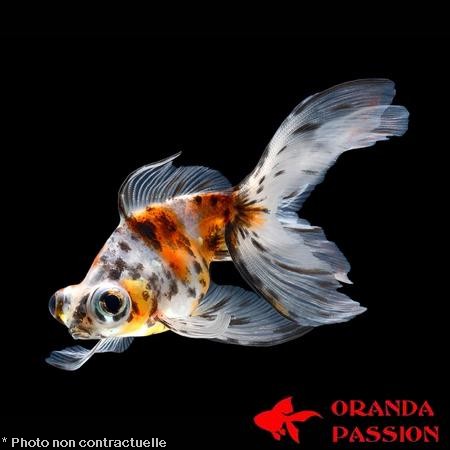achat poisson rouge voile de chine telescope calico