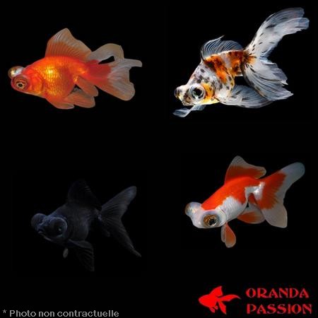 achat poisson rouge voile de chine telescope assortis
