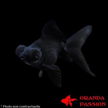 achat poisson rouge voile de chine telescope noir