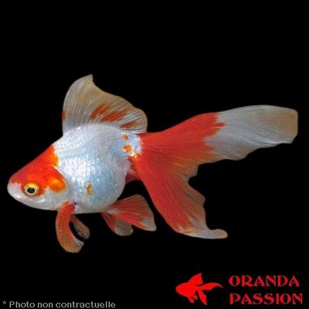 achat poisson rouge voile de chine fantail rouge et blanc