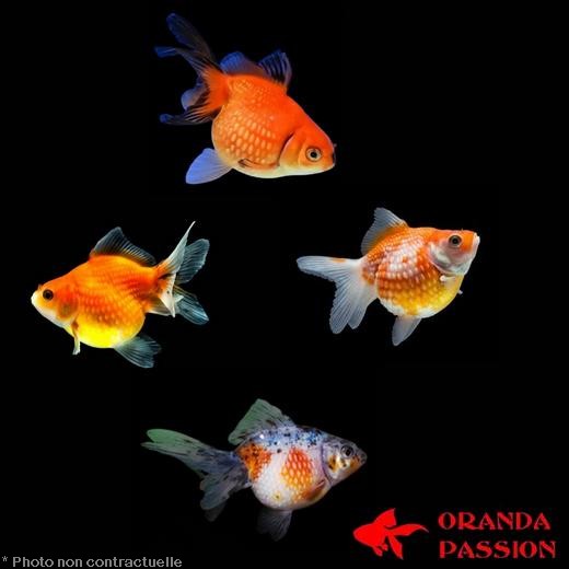 achat voile de chine poisson rouge pearlscale assortis