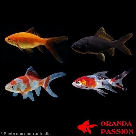 Carassius auratus- comète assorties