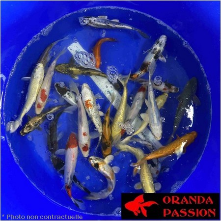 Cyprinus carpio-Carpe koi B 6 CM