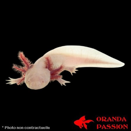 AXOLOTL ALBINOS ORANDA PASSION