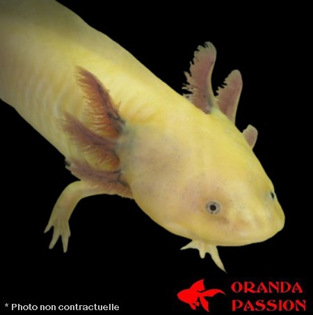 AXOLOTL GOLD ORANDA PASSION