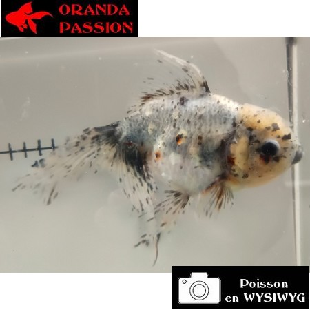 Carassius auratus- Japonais ORANDA sur photo 5000126