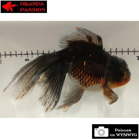 Carassius auratus- Japonais sur photo 5000346