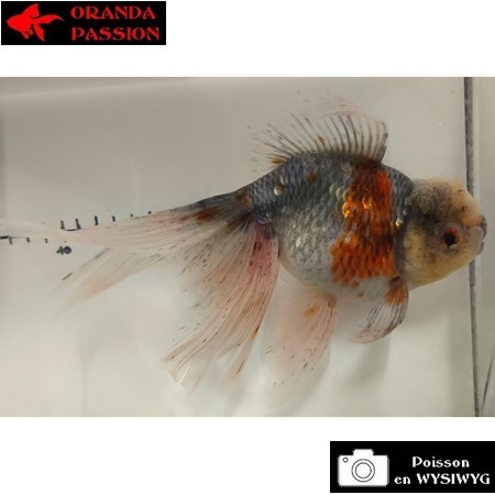 Carassius auratus- Japonais sur photo 5000436