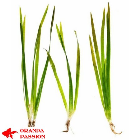plantes aquarium eau froide valisneria gigantea 2