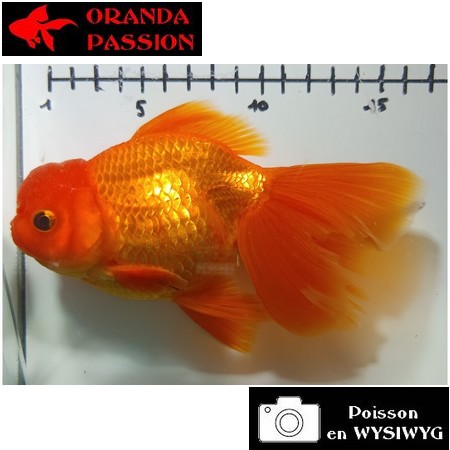 Carassius auratus- Japonais sur photo 5000226