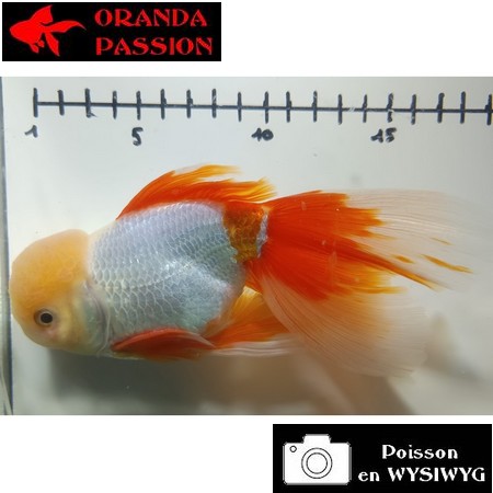 Carassius auratus- Japonais ORANDA sur photo 5000236