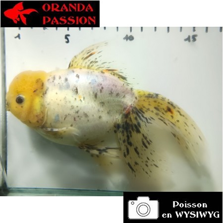 Carassius auratus- Japonais ORANDA sur photo 5000246