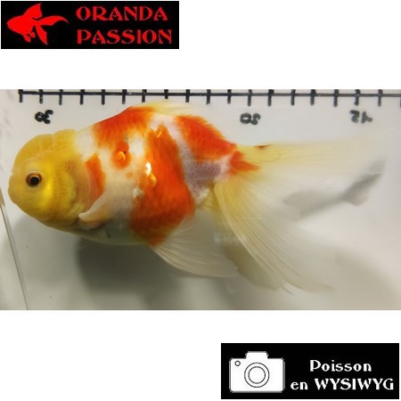 Carassius auratus- Japonais ORANDA sur photo 5000256