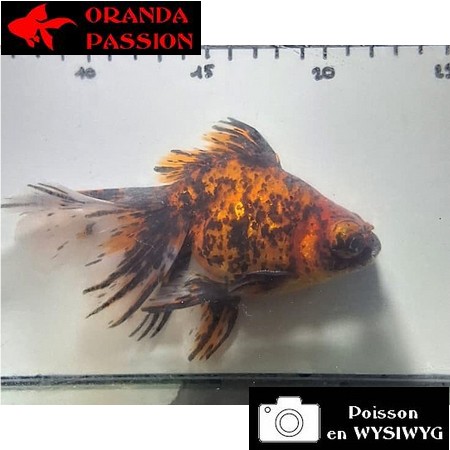 Carassius auratus- Japonais sur photo 5000476