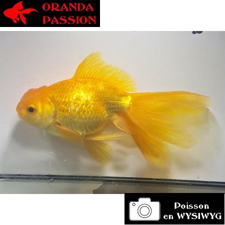 Carassius auratus- Japonais ORANDA sur photo 5000546