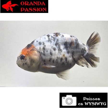 Carassius auratus- Japonais RANCHU sur photo 5000566