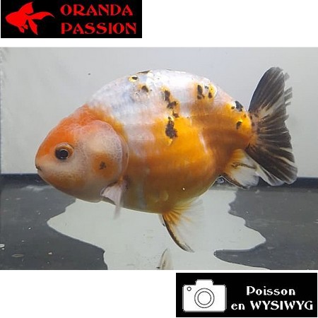 Carassius auratus- Japonais RANCHU sur photo 5000576