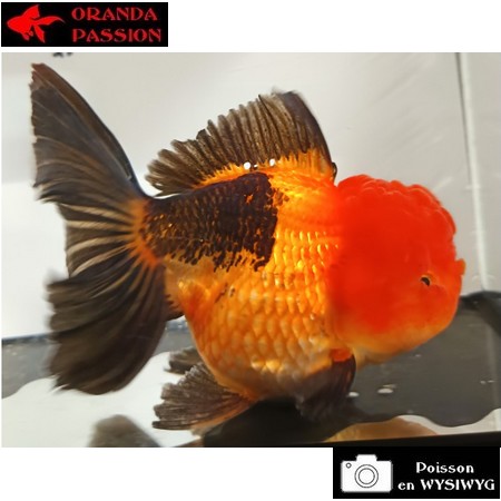 Carassius auratus- Japonais ORANDA sur photo 5000356
