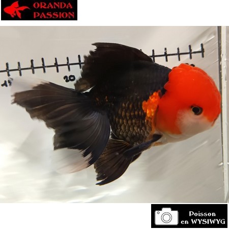 Carassius auratus- Japonais ORANDA sur photo 5000396