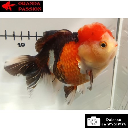 Carassius auratus- Japonais ORANDA sur photo 5000426