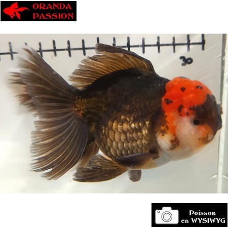 Carassius auratus- Japonais ORANDA sur photo 5000436