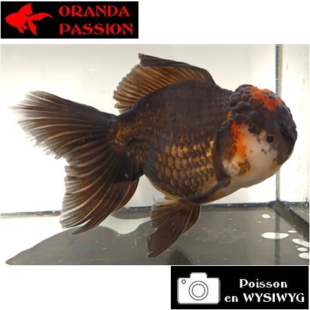 Carassius auratus- Japonais ORANDA sur photo 5000436