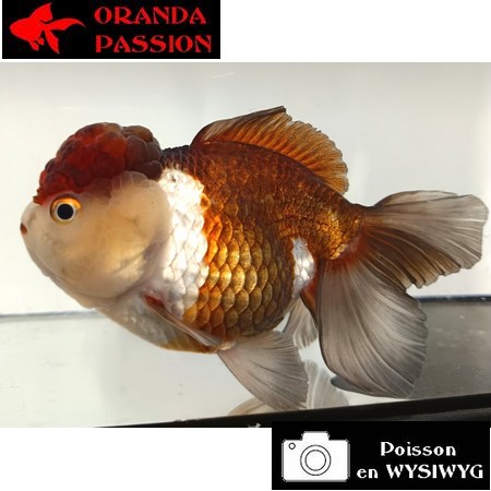Carassius auratus- Japonais ORANDA sur photo 5000426