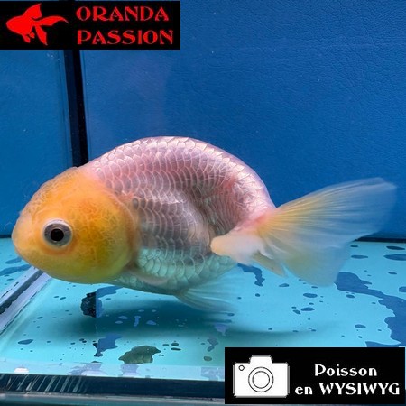 VOILE DE CHINE RANCHU 8-10 cm WYSIWYG BLANC 43