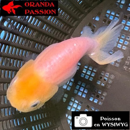 VOILE DE CHINE RANCHU 8-10 cm WYSIWYG BLANC 43BIS
