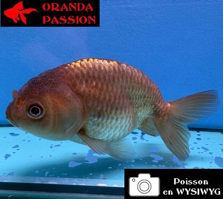 VOILE DE CHINE RANCHU 8-10 cm WYSIWYG BRONZE 46
