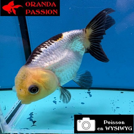 VOILE DE CHINE RANCHU 8-10 cm WYSIWYG PANDA 45