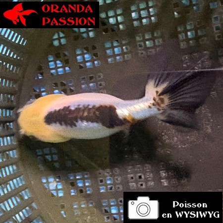 VOILE DE CHINE RANCHU 8-10 cm WYSIWYG PANDA 45BIS