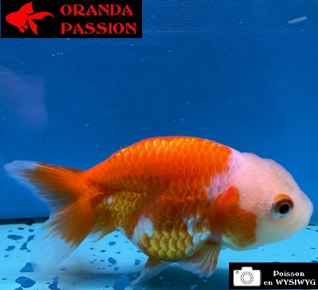 VOILE DE CHINE RANCHU 8-10 cm WYSIWYG ROUGE ET BLANC 39