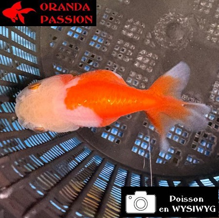 VOILE DE CHINE RANCHU 8-10 cm WYSIWYG ROUGE ET BLANC 39BIS