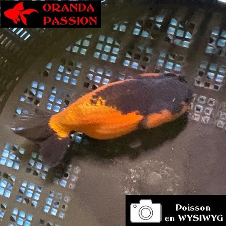 VOILE DE CHINE RANCHU 8-10 cm WYSIWYG ROUGE ET NOIR 40BIS