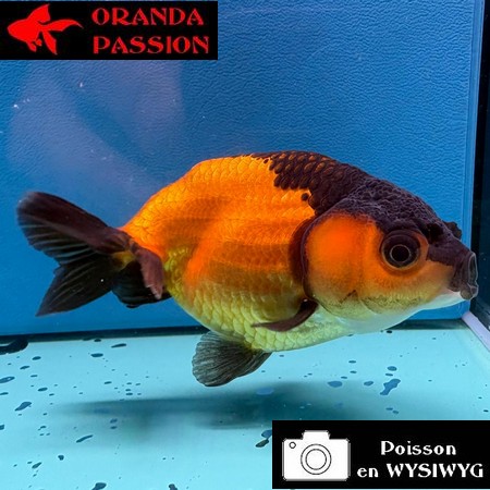 VOILE DE CHINE RANCHU 8-10 cm WYSIWYG ROUGE ET NOIR 40