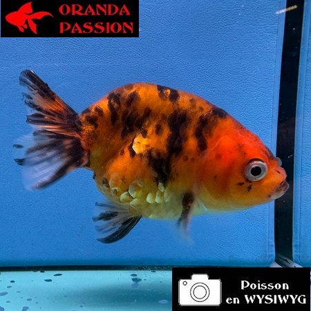 VOILE DE CHINE RANCHU 8-10 cm WYSIWYG ROUGE ET NOIR 44