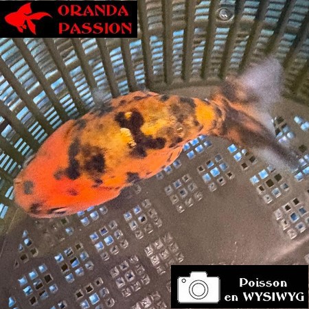 VOILE DE CHINE RANCHU 8-10 cm WYSIWYG ROUGE ET NOIR 44BIS