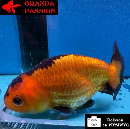 VOILE DE CHINE RANCHU 8-10 cm WYSIWYG ROUGE ET NOIR 47