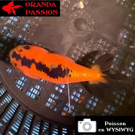VOILE DE CHINE RANCHU 8-10 cm WYSIWYG ROUGE ET NOIR 47BIS