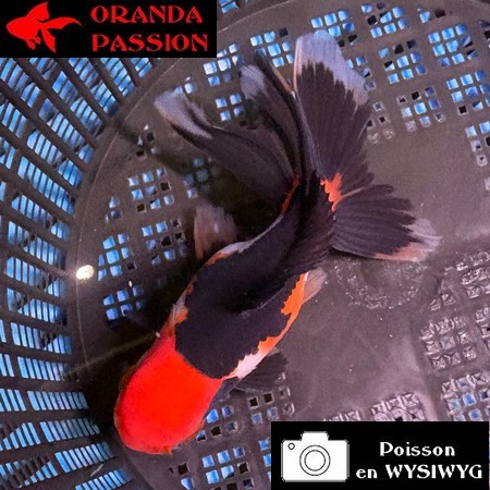 VOILE DE CHINE ORANDA 10-12 cm WYSIWYG TRICOLORE TANCHO 25BIS
